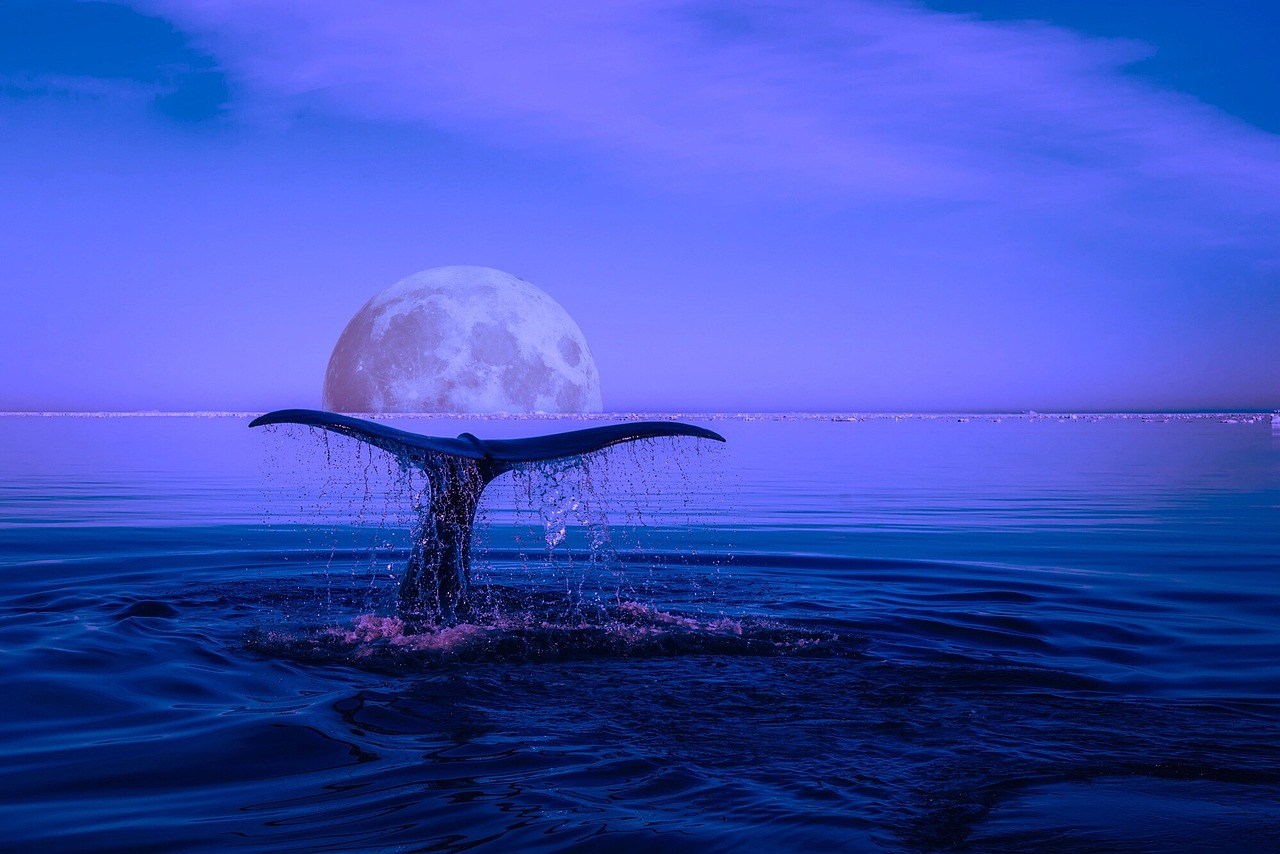 Understanding the Role of Whale Activity in Market Trends